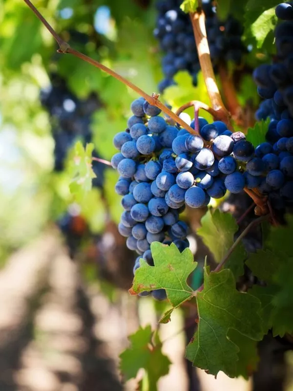 Druiventros in een wijngaard in Popova Kula