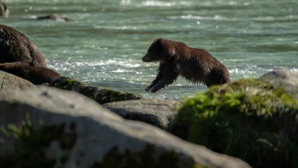 Bruine beer in rivier van Slovenië